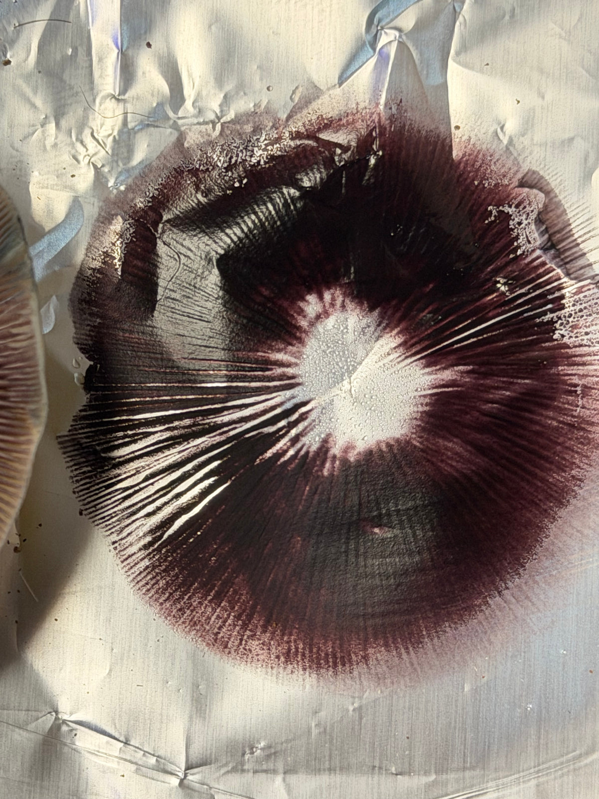 Alabama Cubensis spore print