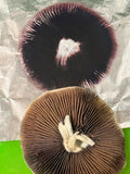 El Choco spore print.