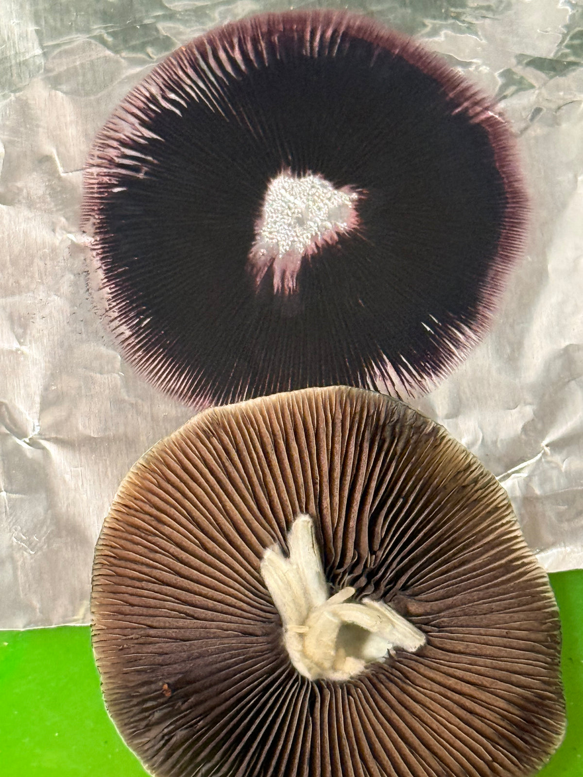 El Choco spore print.