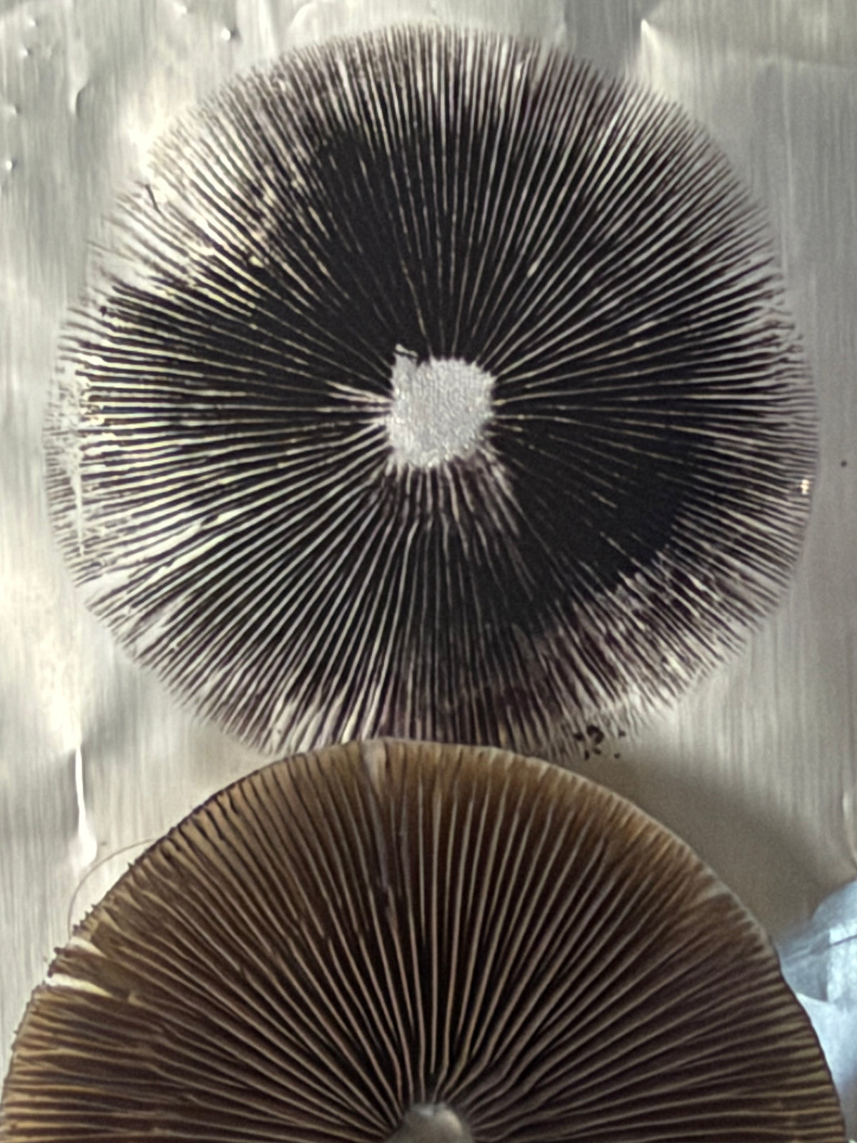 Fiji Cubensis spore print