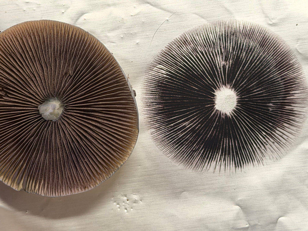 Fiji Cubensis spore print