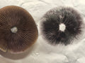 Fiji Cubensis spore print
