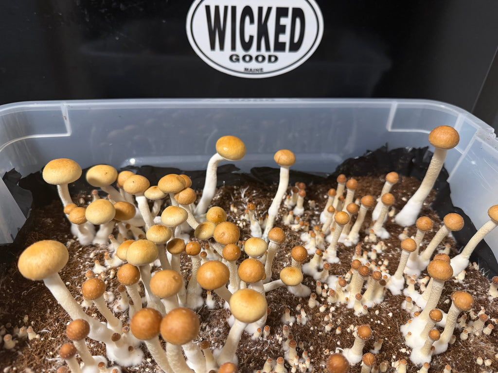 Alabama Cubensis spore print