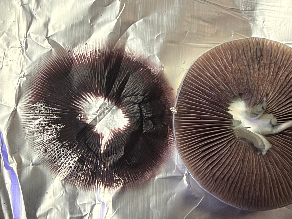 Alabama Cubensis spore print