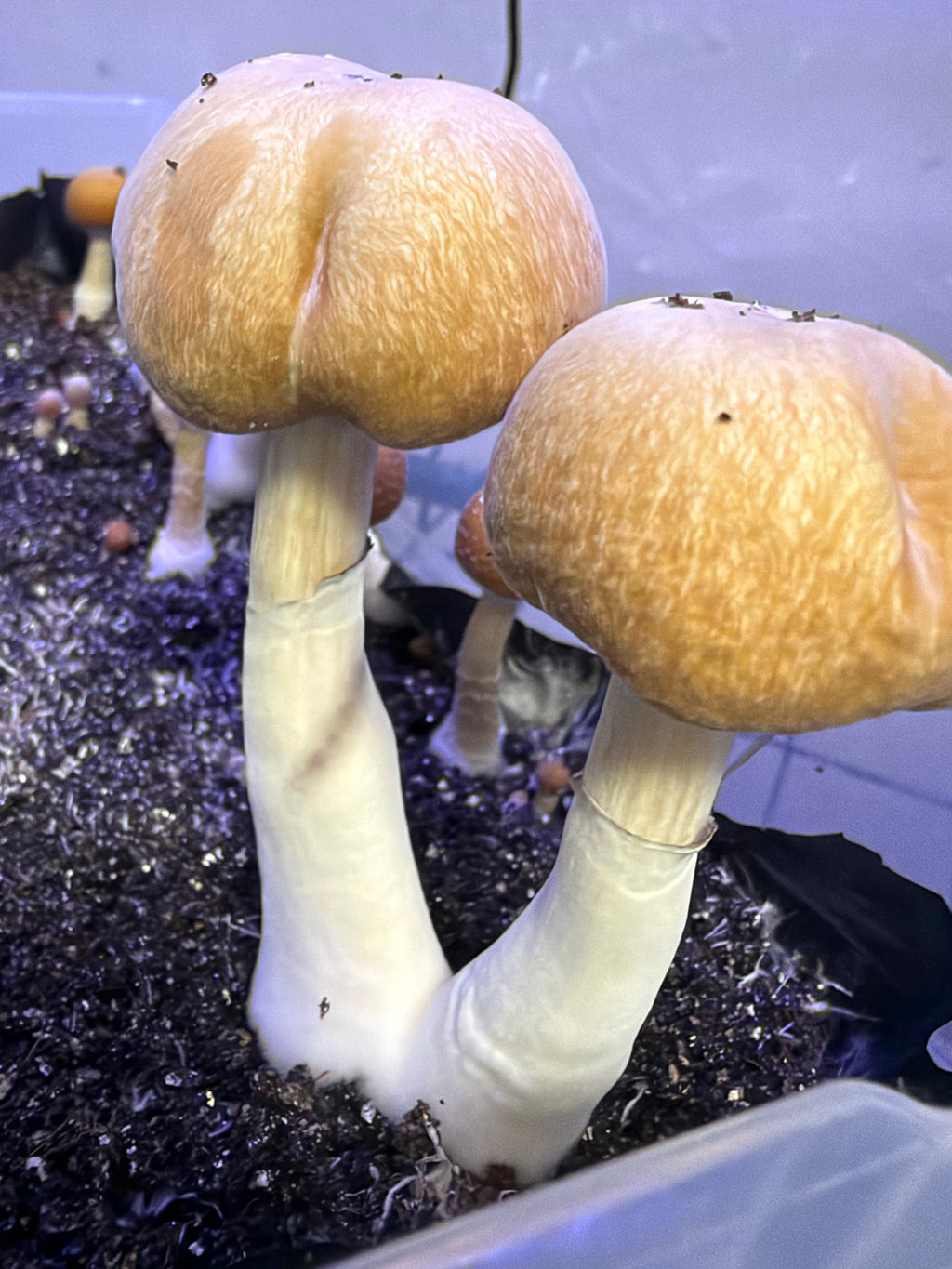 Fiji Cubensis