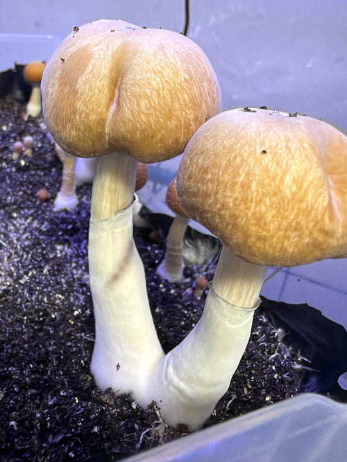 Fiji Cubensis